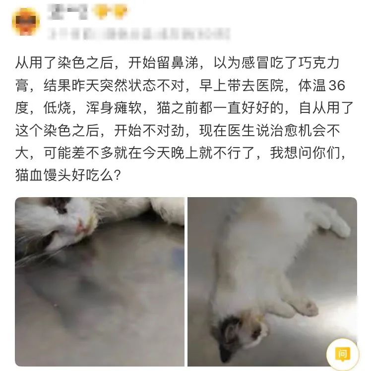 我捡了一只咖啡色的猫 一个月后 简直不敢信 自由微信 Freewechat