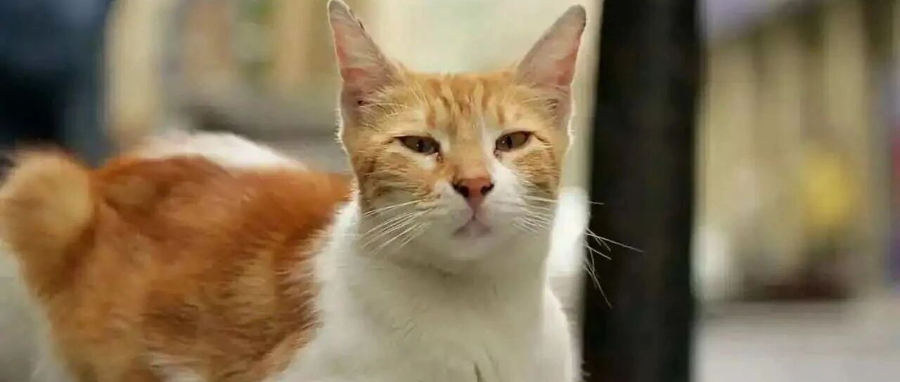 猫需要吃化毛膏吗？资深猫奴：不用，你自己吃就好…