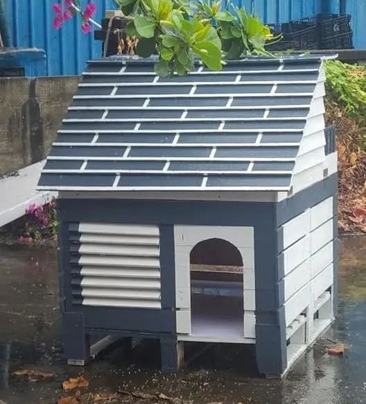下雨了，给流浪猫安排了一套豪华住宅，结果…伤心！