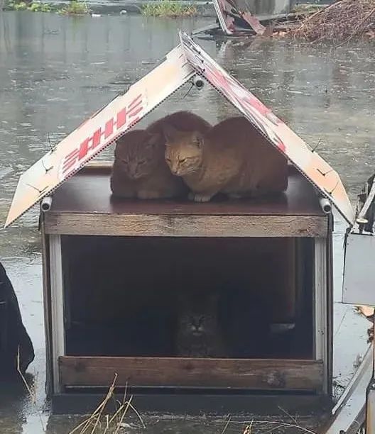 下雨了，给流浪猫安排了一套豪华住宅，结果…伤心！