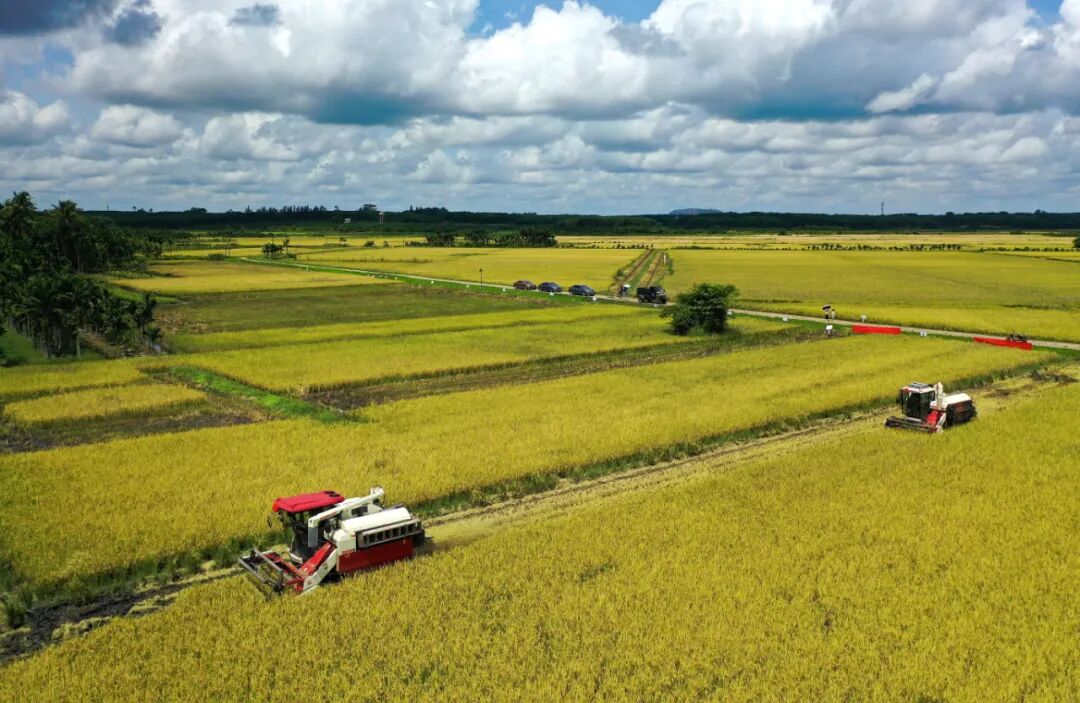 海南省海口市琼山区红旗镇的"琼山福稻"迎来丰收,农户们趁着晴好天气