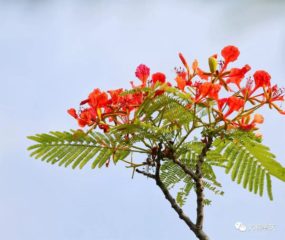 鳳凰花開肇慶美燃紅紅火火的我在這聽海也等你