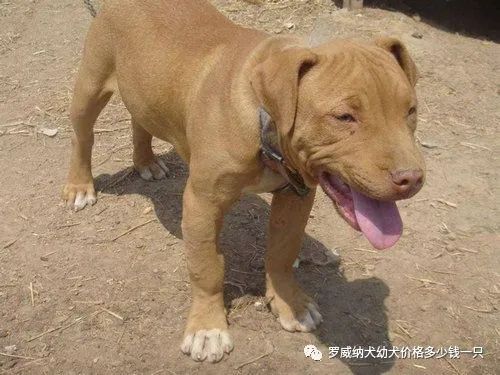 比特犬价格多少钱纯种比特犬养殖场