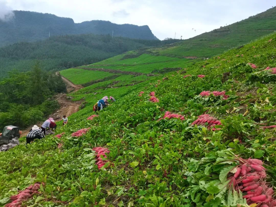 内容来源:北川发布记者:蔡燕编辑:文星颖审核:王洪 曹周林end关注我们