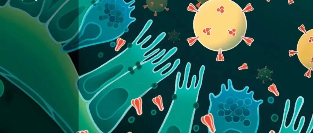 重大突破！本刊编委会主席吕国悦/编委涂正坤团队揭示新冠肺炎免疫发病新机制