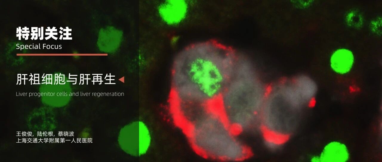 特别关注｜肝祖细胞与肝再生