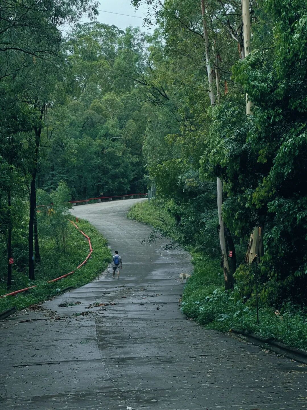 大镇岗森林公园，图来源/微社区e家通活力南村