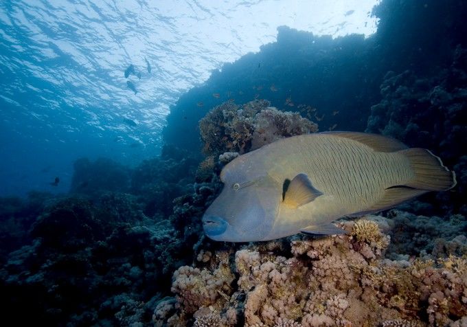 海豬屬瀨魚隆頭魚是最好的珊瑚魚嗎