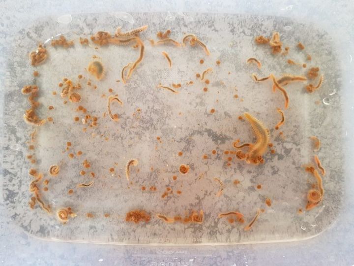 当钢毛虫遇上3d打印