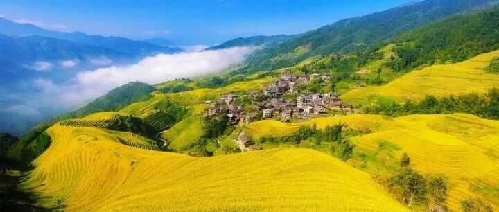 这片金色的海洋美到窒息！就在柳州边上！现在正是最佳观赏期！