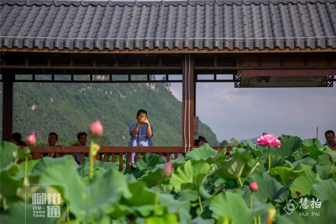 柳江正式向全國發出邀請！桂林/南寧/北海...全廣西都羨慕了 旅遊 第42張