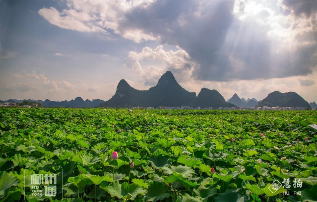 柳江正式向全國發出邀請！桂林/南寧/北海...全廣西都羨慕了 旅遊 第25張