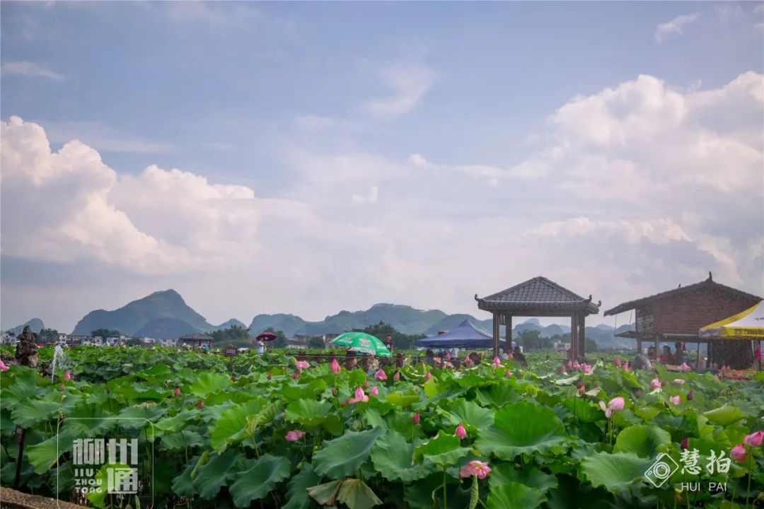 柳江正式向全國發出邀請！桂林/南寧/北海...全廣西都羨慕了 旅遊 第28張