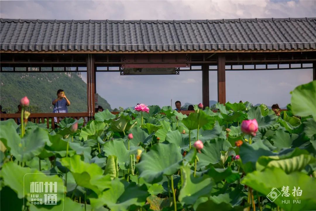 柳江正式向全國發出邀請！桂林/南寧/北海...全廣西都羨慕了 旅遊 第29張