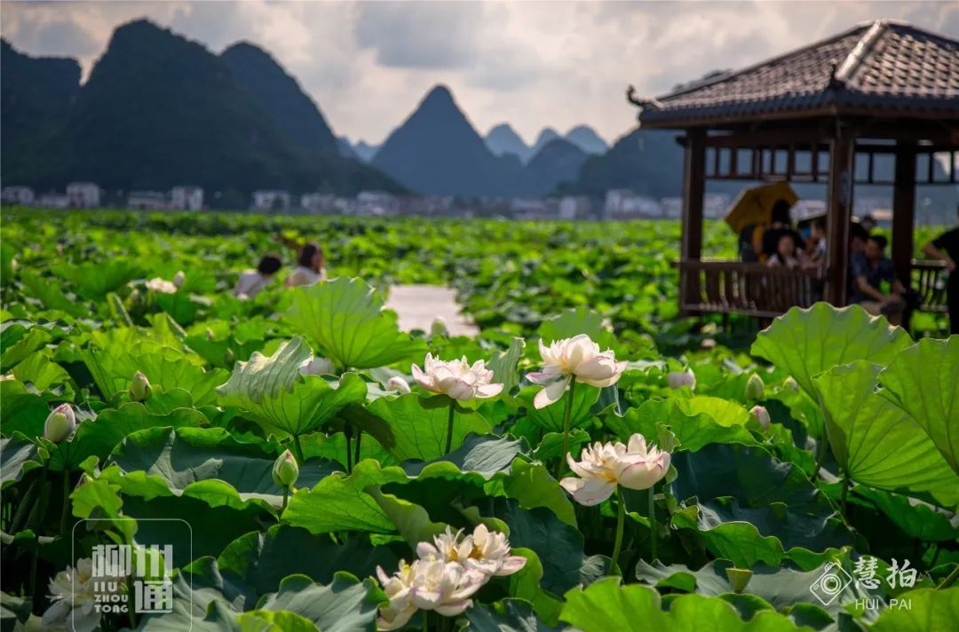 柳江正式向全國發出邀請！桂林/南寧/北海...全廣西都羨慕了 旅遊 第27張