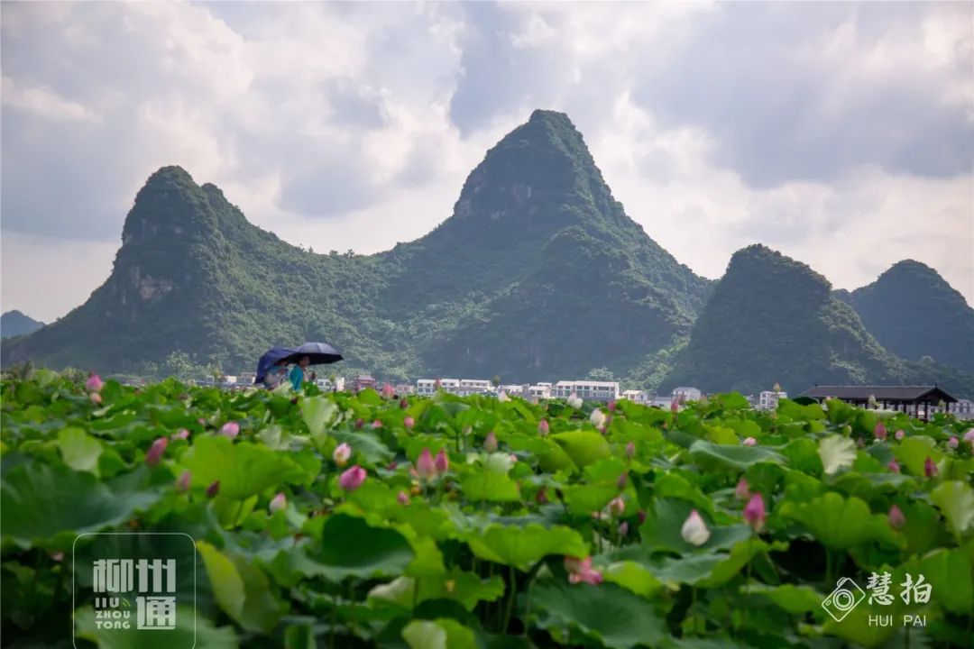 柳江正式向全國發出邀請！桂林/南寧/北海...全廣西都羨慕了 旅遊 第24張