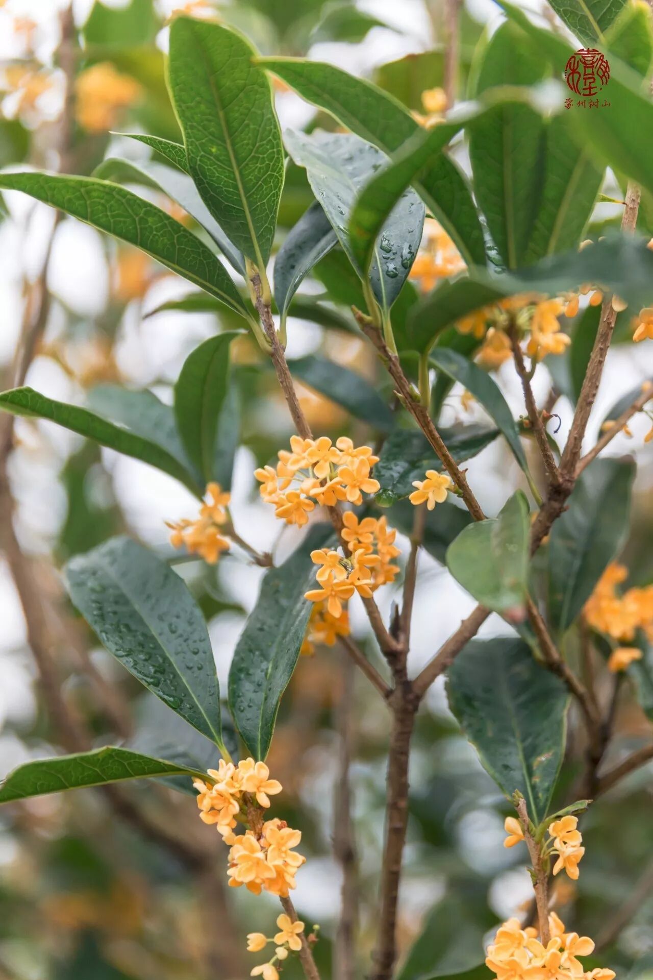 1 木栈道西入口 从 木栈道的西入口进入树山 也许桂花不似大片梨花