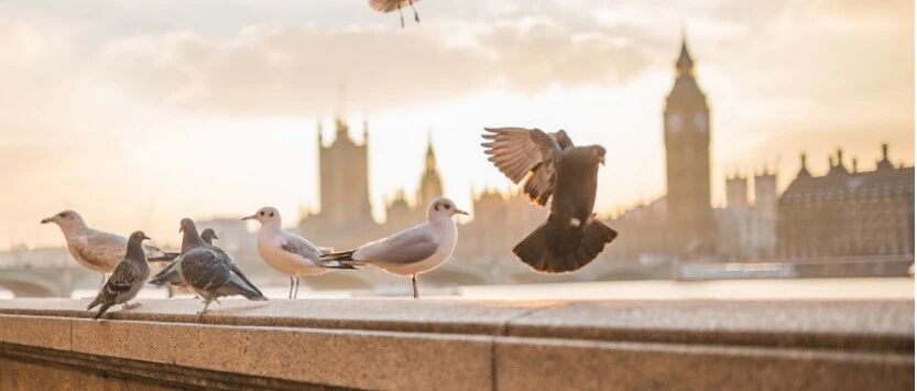 【线上讲座】不降反升，英国为何成为留学生首选？