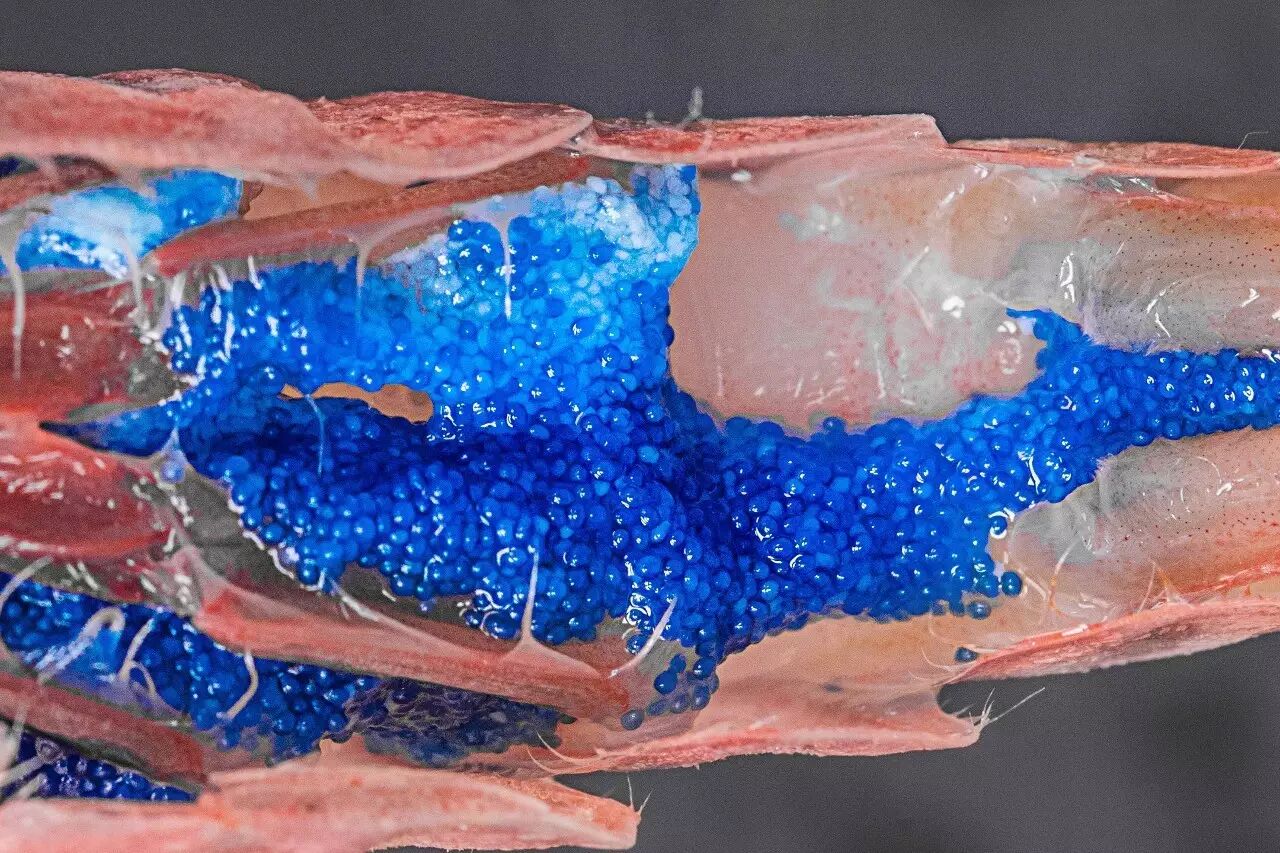 不输给明虾的迷人口感,因为水域深,鲜嫩细致肉质毫无鱼腥味~ 深海鳌虾