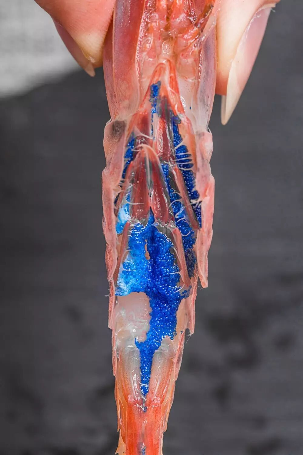 比《战狼2》还燃!魔都首家钓鱼岛大虾宴,裤腰带崩坏了也要吃!