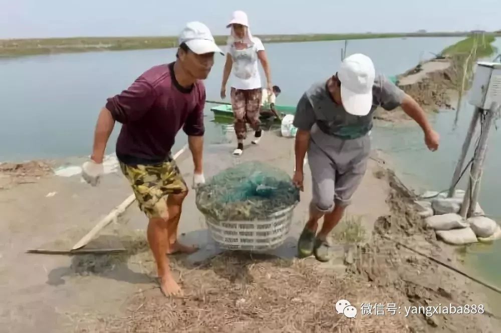 致富经室内养虾视频_致富经淡水虾养殖视频_致富经养虾