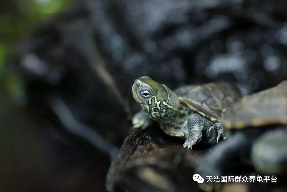 致富经乌龟养殖场的视频_养乌龟致富_致富经养龟