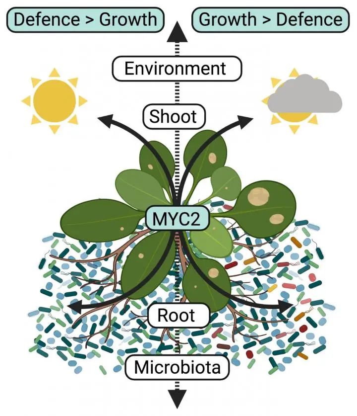 Nature子刊 光线不好的时候植物让 根 做决定 生物通 微信公众号文章阅读 Wemp