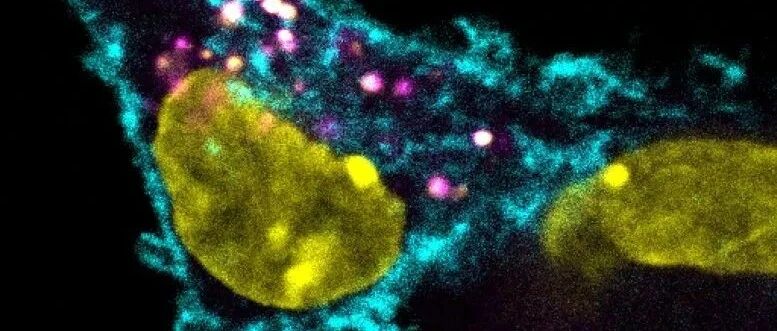 对抗肿瘤的秘密方法：伪装成癌细胞的免疫细胞