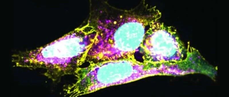 免疫系统不衰老的秘诀
