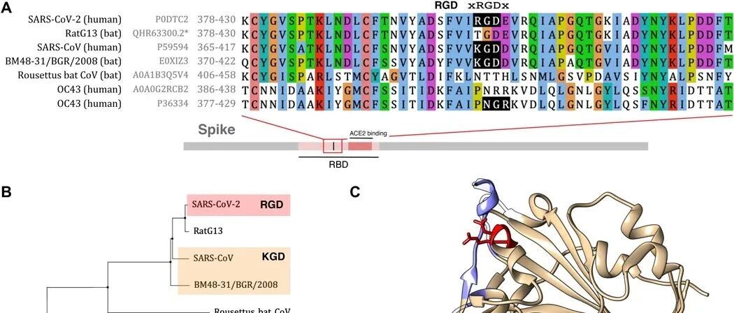 背靠背二文：一份预防新冠药物新候选名单