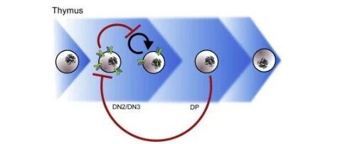 如何预防“人体卫士”T淋巴细胞癌变