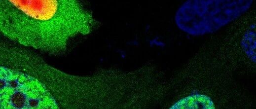 Nature两篇论文：迄今为止最全面的肠道细胞图谱，和完整人类发育细胞图谱