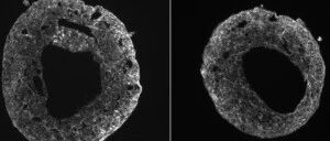 Cell迄今为止最逼真的人造心脏：自发地自我组装