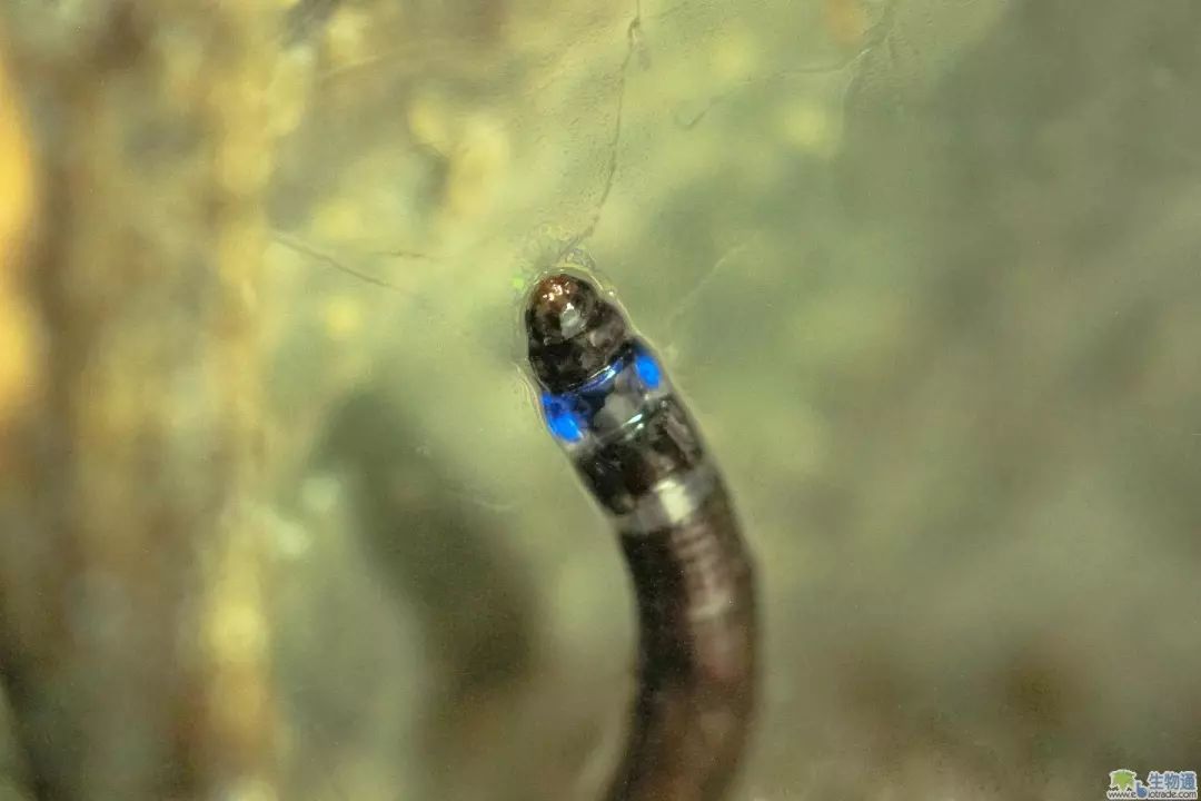 蓝色荧光素 第一种发蓝光的南美昆虫 生物通 微信公众号文章阅读 Wemp