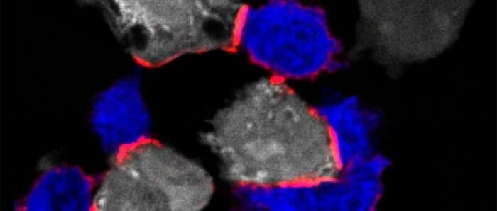 《Cell》现在才发现镁为啥对免疫系统至关重要？！