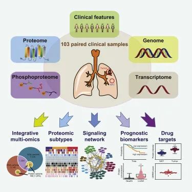 中國學者最新Cell發文：繪制人肺腺癌的完整蛋白質組圖譜 健康 第1張