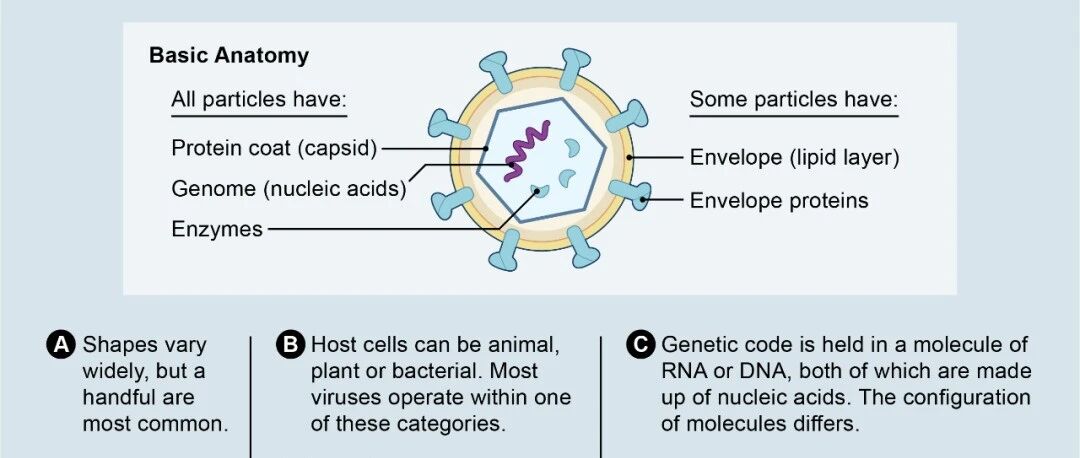 2020年末，聊聊可以帮我们，也可以伤我们的病毒