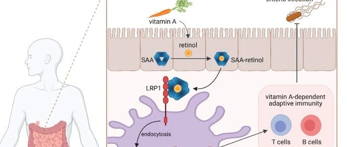 Science：维生素A是如何进入肠道免疫细胞的