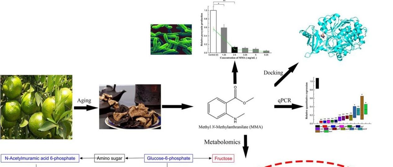 富含MMA的“广陈皮”的抑菌机理