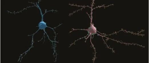 Nature：神经胶质细胞对维持肠道健康至关重要