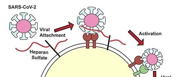《Cell》肝素可能是解决COVID-19的关键药物！
