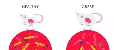 Science新发现：一种无害的肠道细菌可以预防肥胖！