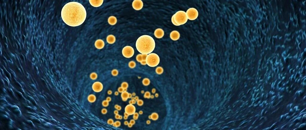 揭开肠道菌抗肿瘤的机制：微生物短链脂肪酸调节 CD8 + T 细胞反应并改善癌症的过继免疫疗法