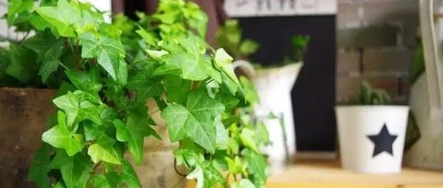 快来看看净化空气能力最强的植物有哪些？家里最适合养这几种！