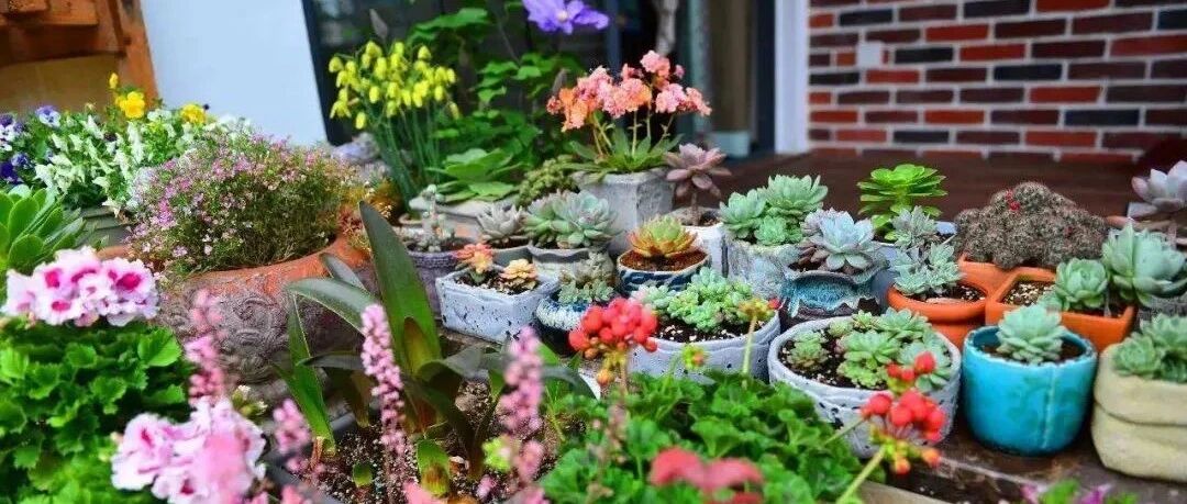 浇花的时候往水里加点，保准植物枝繁叶茂，长势好！