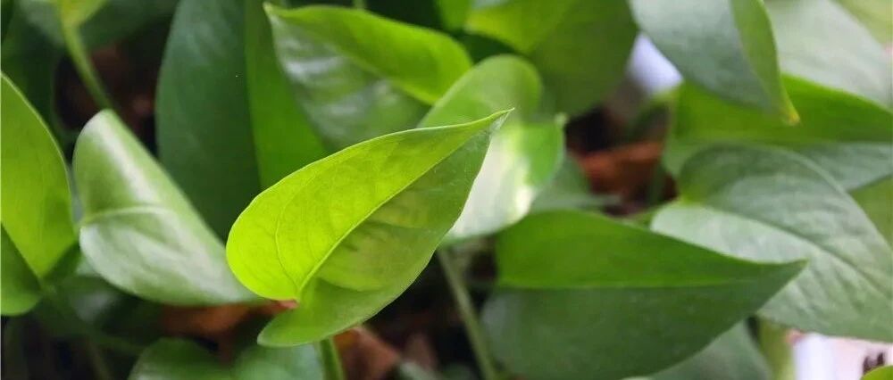 冬天绿萝和吊兰有“3怕”，别忽视，否则烂根又黄叶