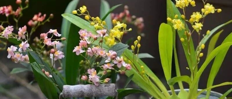 新年养盆“转运花”，开花就是好兆头，红红火火旺一年！