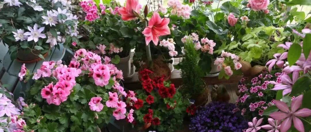 最适合新手养的10种“懒人花”，12月买了，过年就开花