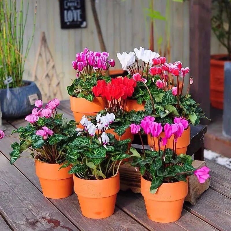 10种花最讨厌下雨天，烂叶又烂根，一不注意就死翘翘！