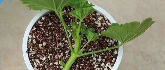 春天来了，这5种花赶快扦插，丢土里就嗖嗖长根